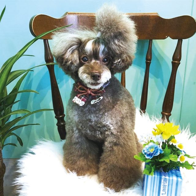 Dog Salon Little*Monster