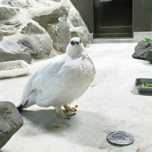 ニホンライチョウの展示がスタート!