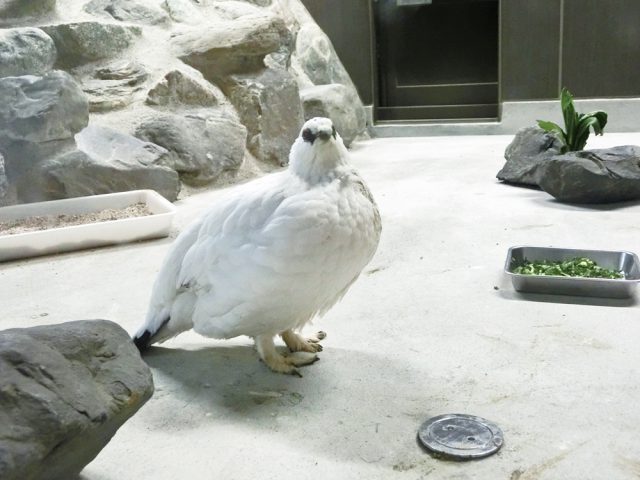富山市ファミリーパーク
