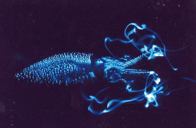 魚津水族館
