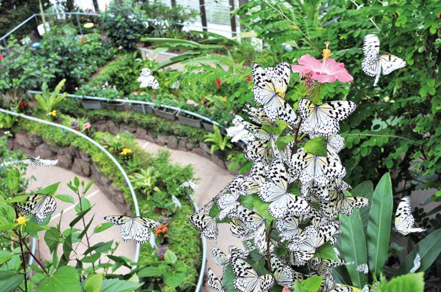 石川県ふれあい昆虫館