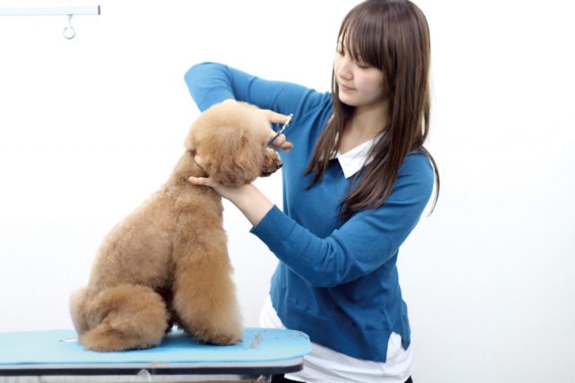 わんちゃんの床屋さん