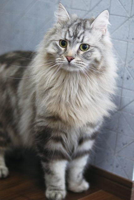 ねこのいる占いカフェ nil