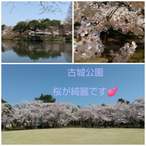 桜が見頃ですね🌸🌸